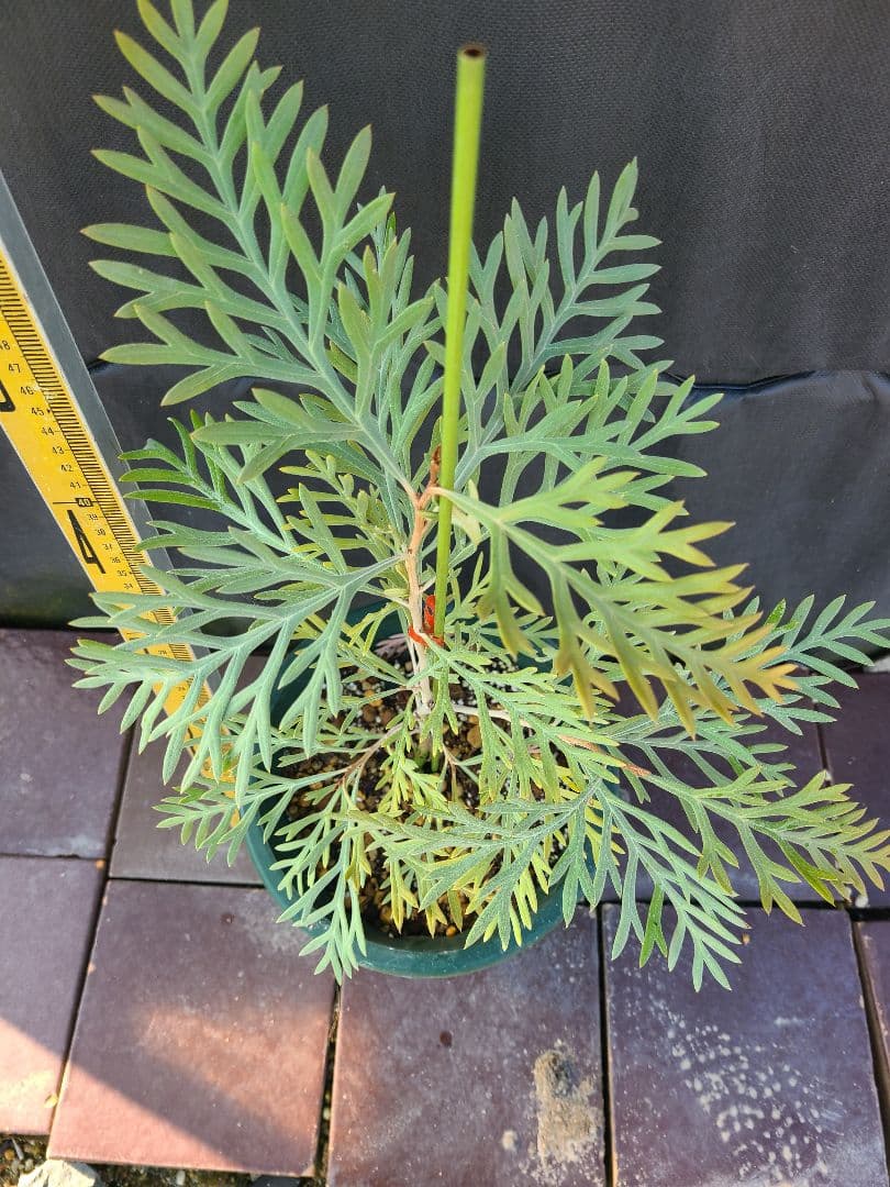 グレビレア ドローシーゴードン(ドーンパープル)7号鉢大株 グレビレア