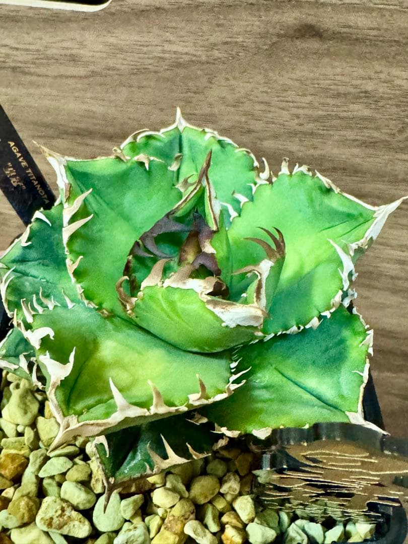 アガベチタノタ クラウン 皇冠 子株 - メルカリ