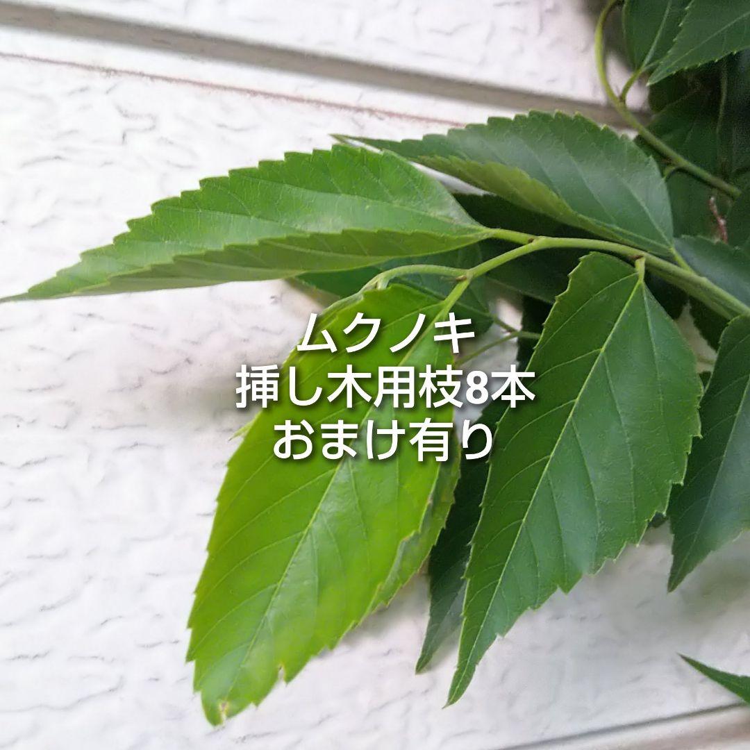 ムクノキ 椋木 挿し木用 枝 8本 オマケあり クリックポスト - メルカリ