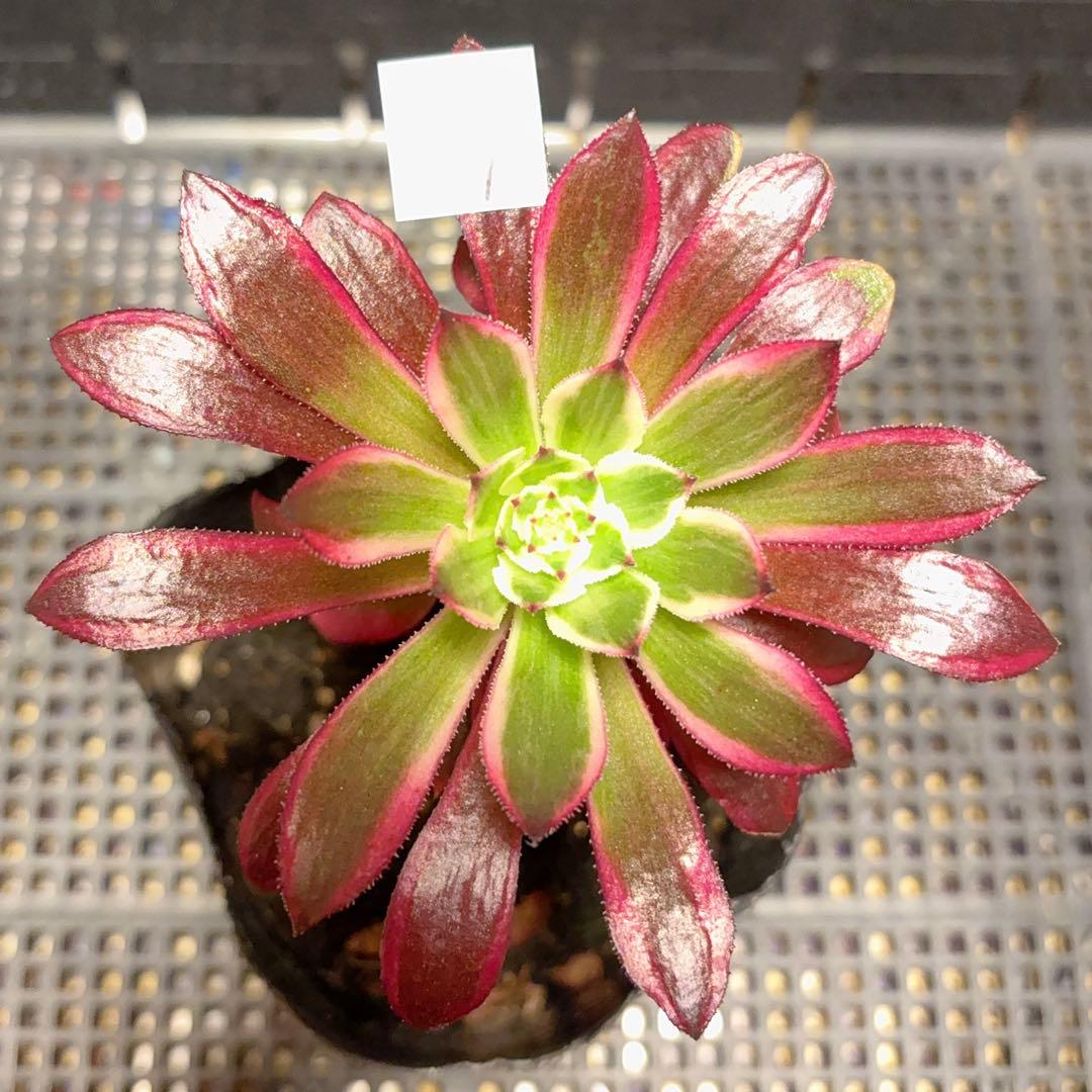 17 #多肉植物アエオニウム錦❤️ ブラックスワン ❤️1大頭 10cm拨き苗