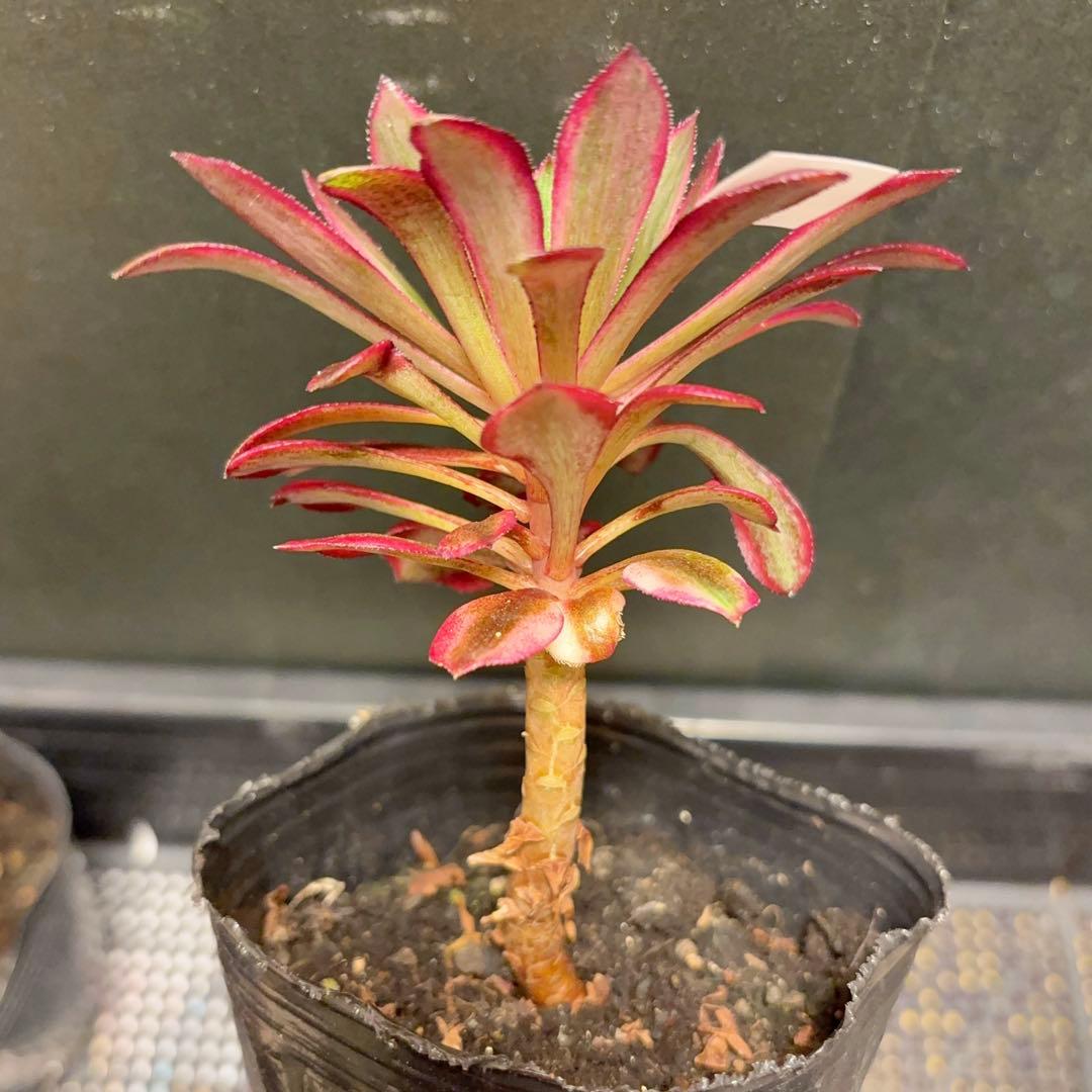 17 #多肉植物アエオニウム錦❤️ ブラックスワン ❤️1大頭 10cm拨き苗