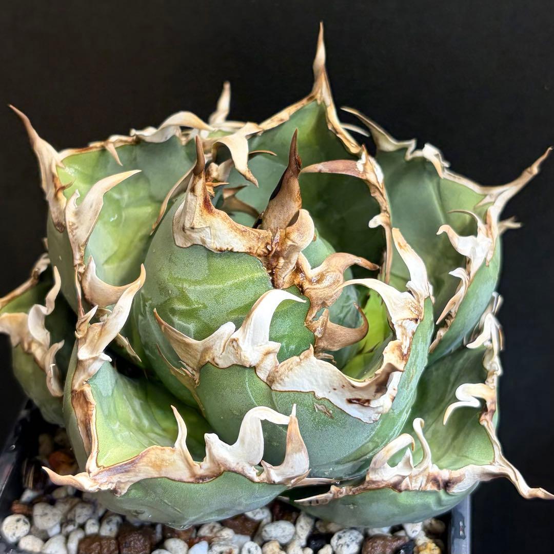 アガベ Agave / OAXACA アガベ チタノタ オアハカ Agave titanota Oaxaca 18 | 多肉植物
