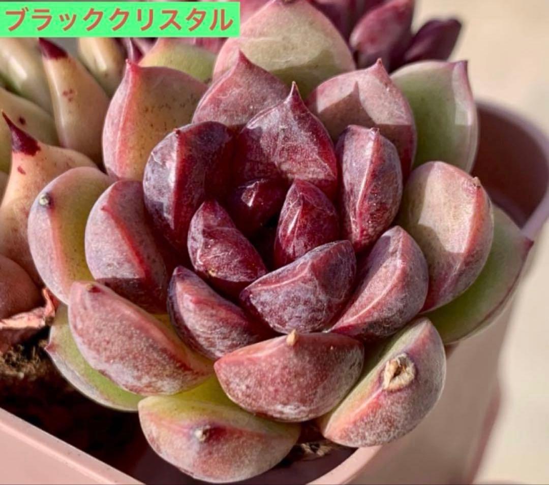選べる！！プラグ苗(抜き苗) 多肉植物 ランダム発送 - メルカリ