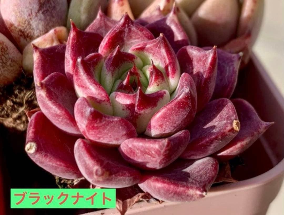 選べる！！プラグ苗(抜き苗) 多肉植物 ランダム発送 - メルカリ
