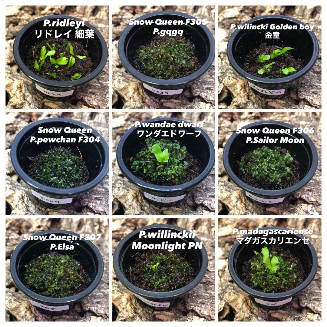 ビカクシダ 前葉体 胞子体 胞子培養 まとめ売り 9点 セット ad - メルカリ