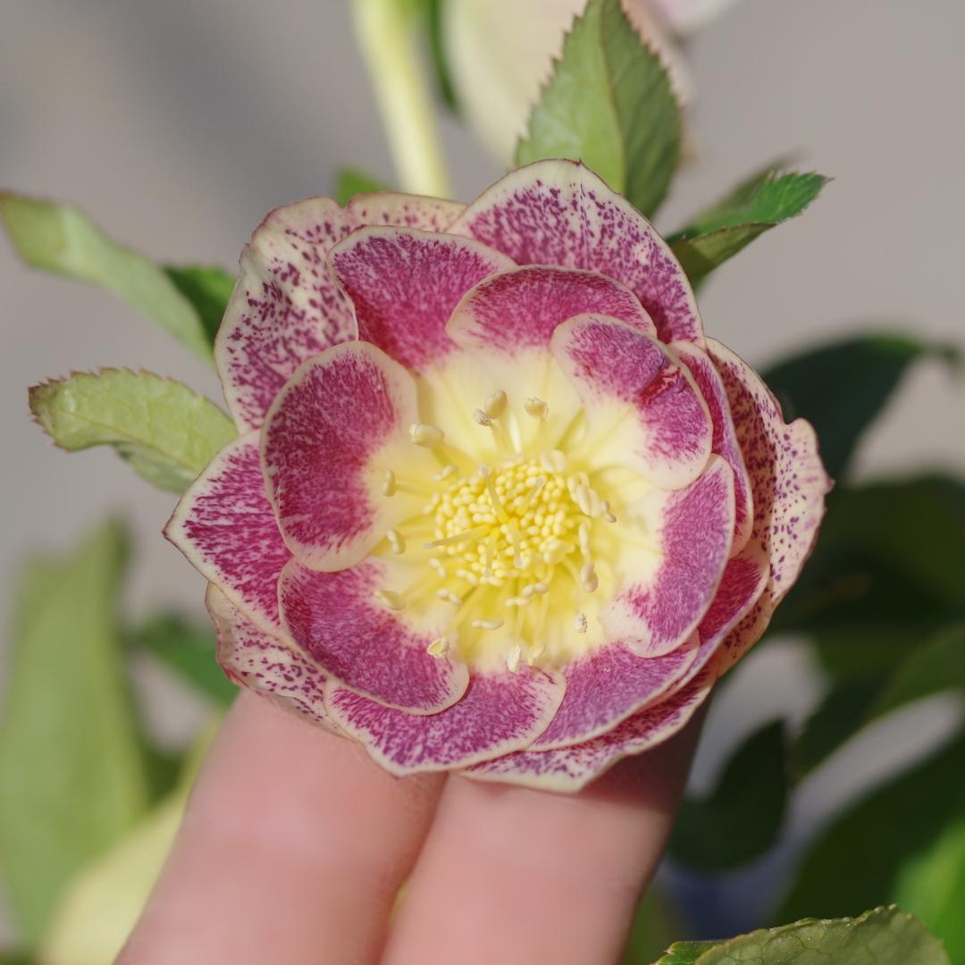 5668 認定 エクリプス クリスマスローズ開花 加藤農園 - メルカリ