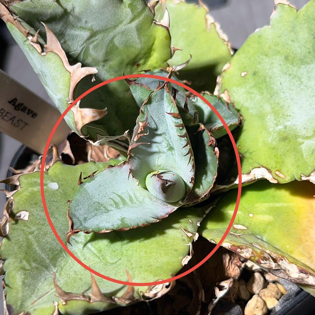 【BEAST】アガベ【ビースト】 アガベ チタノタブルー