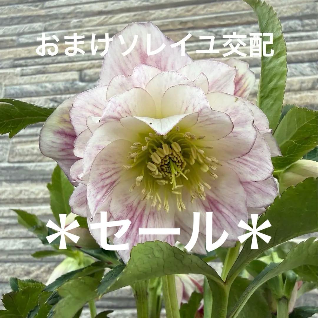ddホワイトぼかしピンク 広瀬園芸 ✨おまけソレイユ交配✨クリスマス