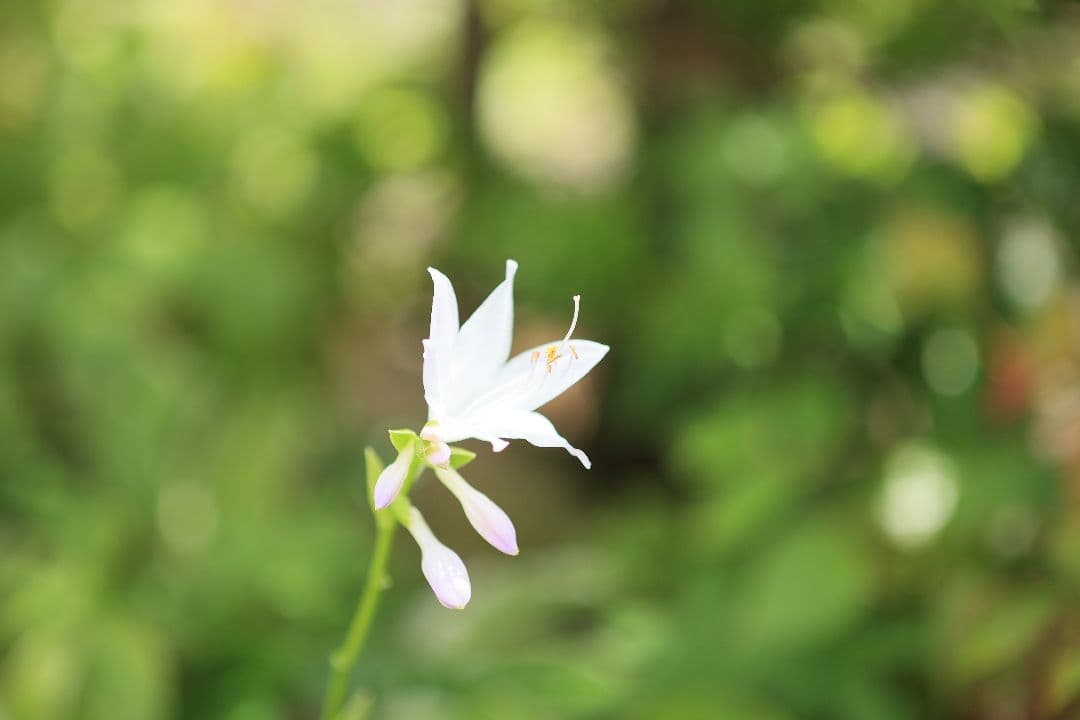 《銘玉》TAMRON SP 90mm F2.5 52BB 【光学美品】