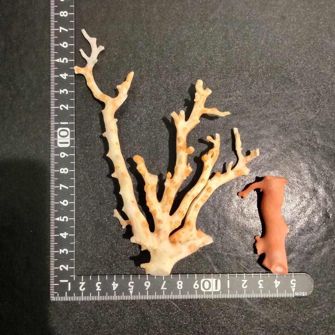 U282-2 天然赤珊瑚 桃珊瑚  高知産珊瑚 総重量43.3g  最高級品珊瑚 楽天市場】日本 高知沖産血赤珊瑚の拝見 原木 置物 艶出し加工済み
