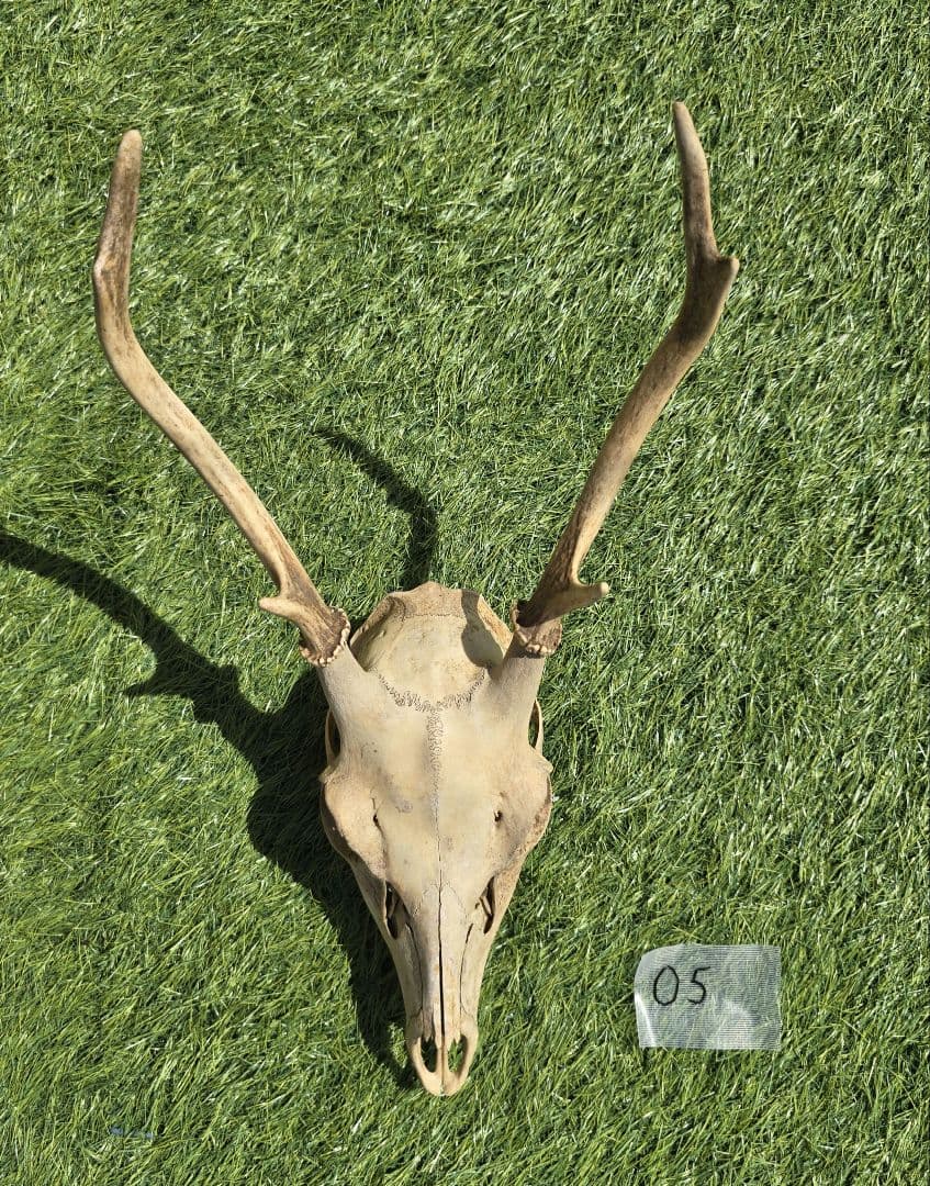 鹿の角 頭部