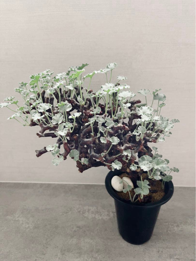 《期間限定販売❗️》『ペラルゴニウム　ミラビレ③』現地球　発根済み極美大株