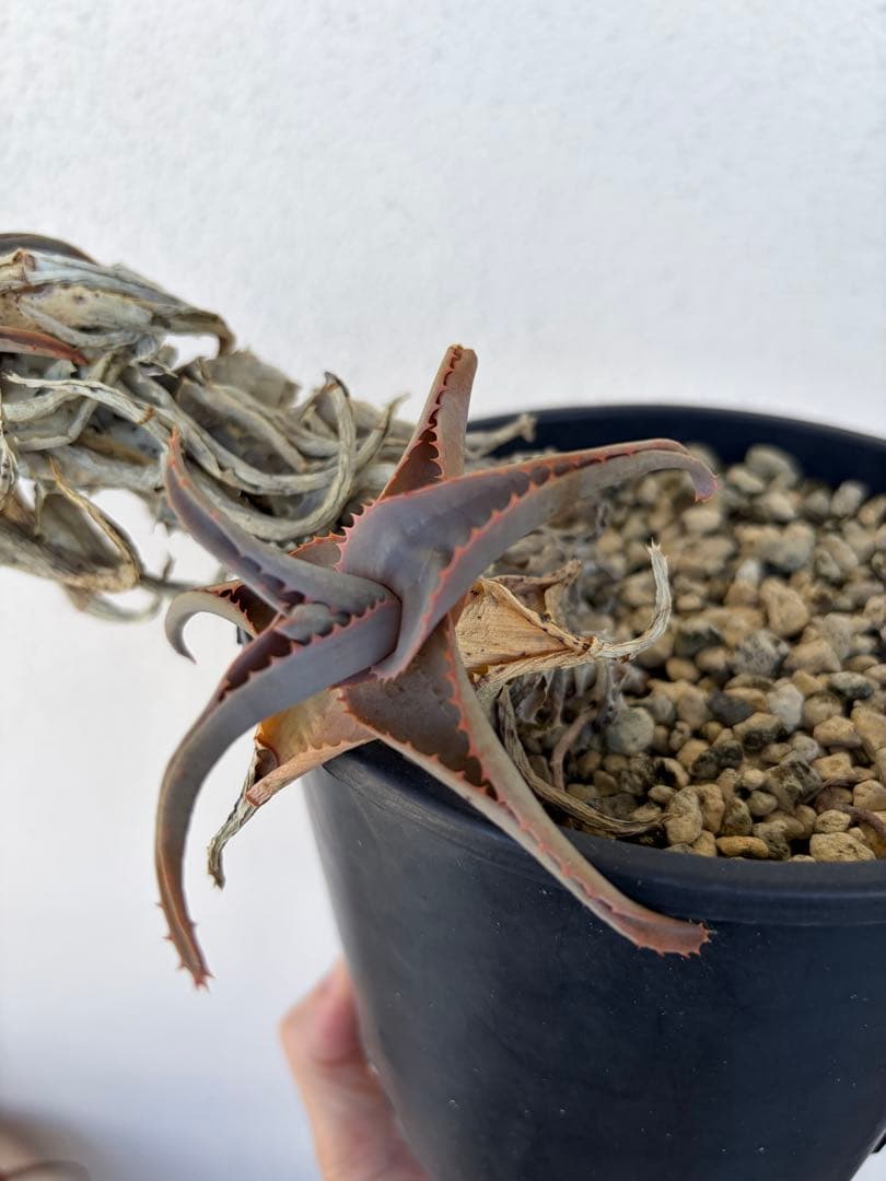 aloe castilloniae × viguieri 子株 - メルカリ