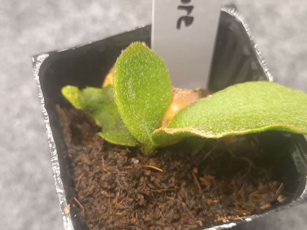 ビカクシダ P.OMG SPORELING - メルカリ