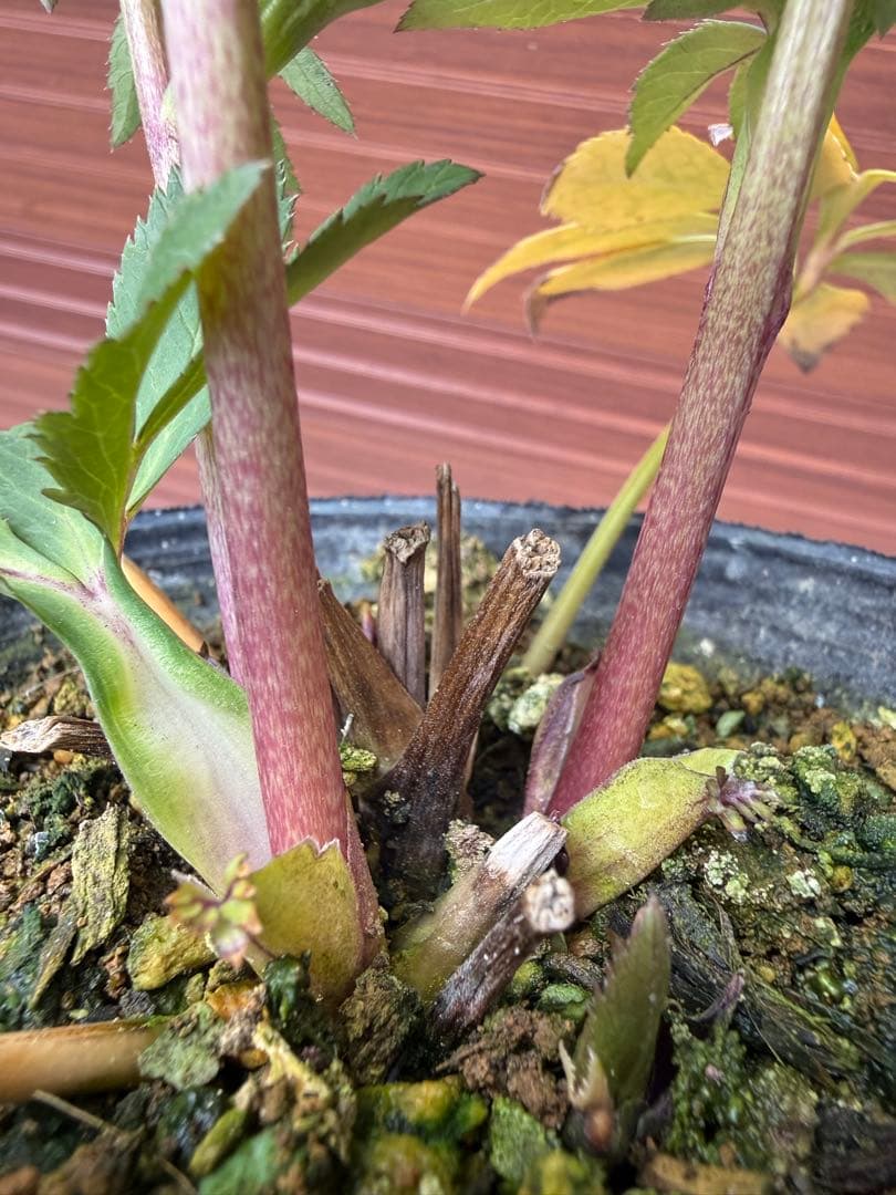 未株分】大木ナーセリー クリスマスローズ ムルチ系オーレア交配