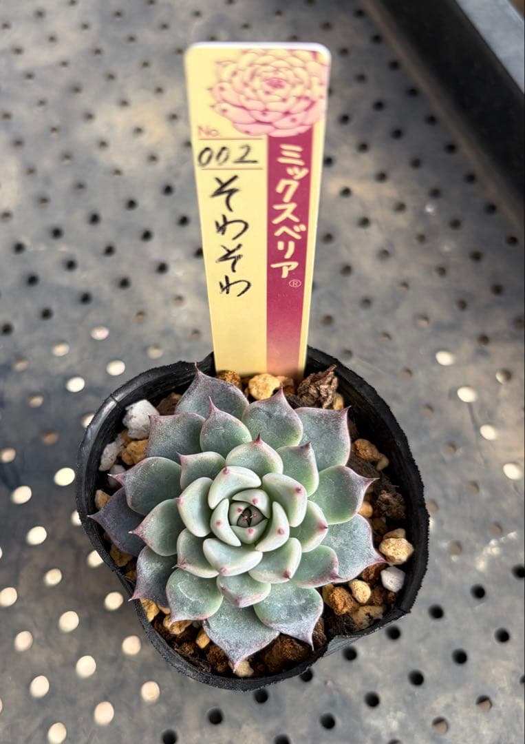 そわそわ ミックスベリア おらいさん苗 抜き苗 多肉植物 - メルカリ