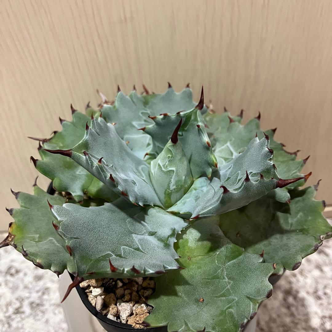 アガベ パリー トランカータ 実生株極上個体 鋸歯厳つめ・トップ