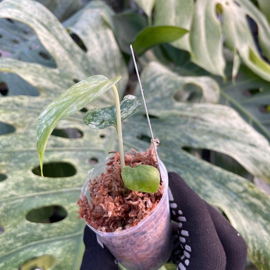 DM6モンステラ デリシオーサ ミント斑入り 2寸ポリポット ネコポス発送