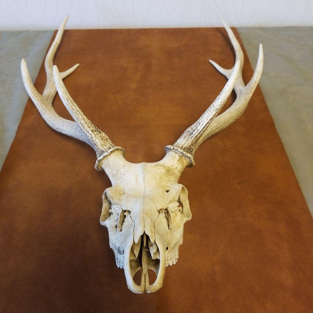 北海道 蝦夷鹿 大きいエゾシカ 角 頭骨 稀少！ - メルカリ
