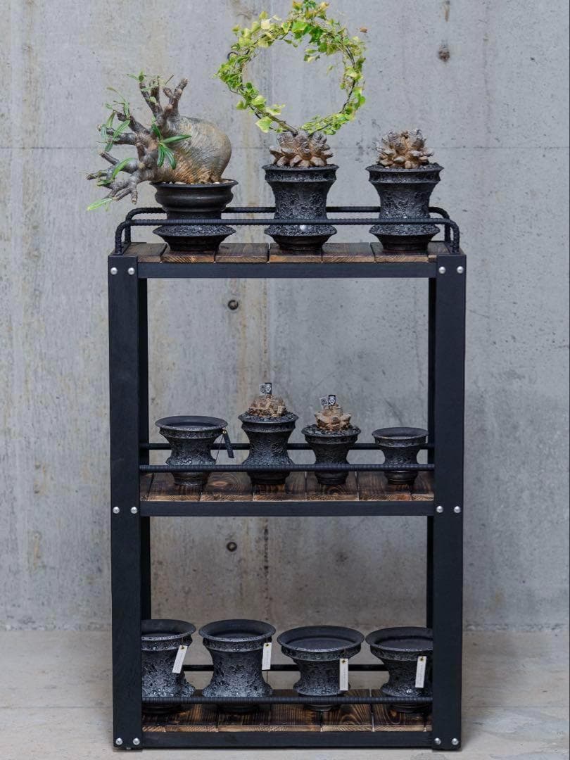 男前インテリア　植物棚　棚　収納　国産桧　ディスプレ　アガベ　塊根植物 922 2374b759deb3188740d5134614860e