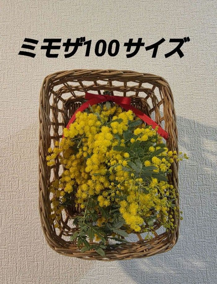 フレッシュミモザ 100サイズ - メルカリ