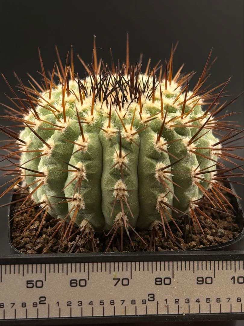 コピアポア コルムナアルバ 孤竜丸 強棘 台付 発根済み - メルカリ