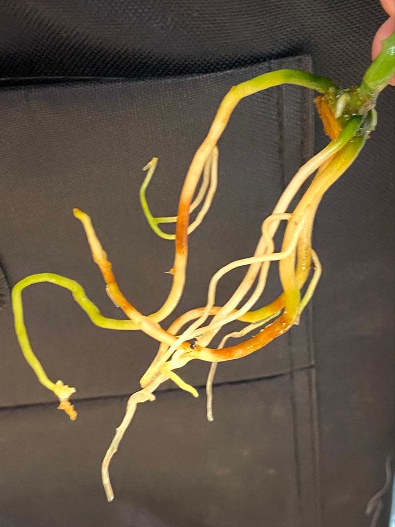 アグラオネマ ピクタム さんぷーるAglaonema - メルカリ