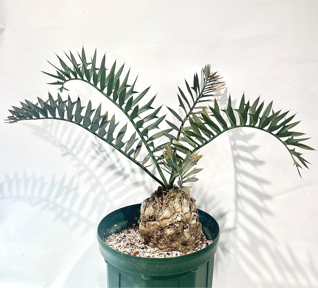 センペルビウム jubiliee ジュビリー ②