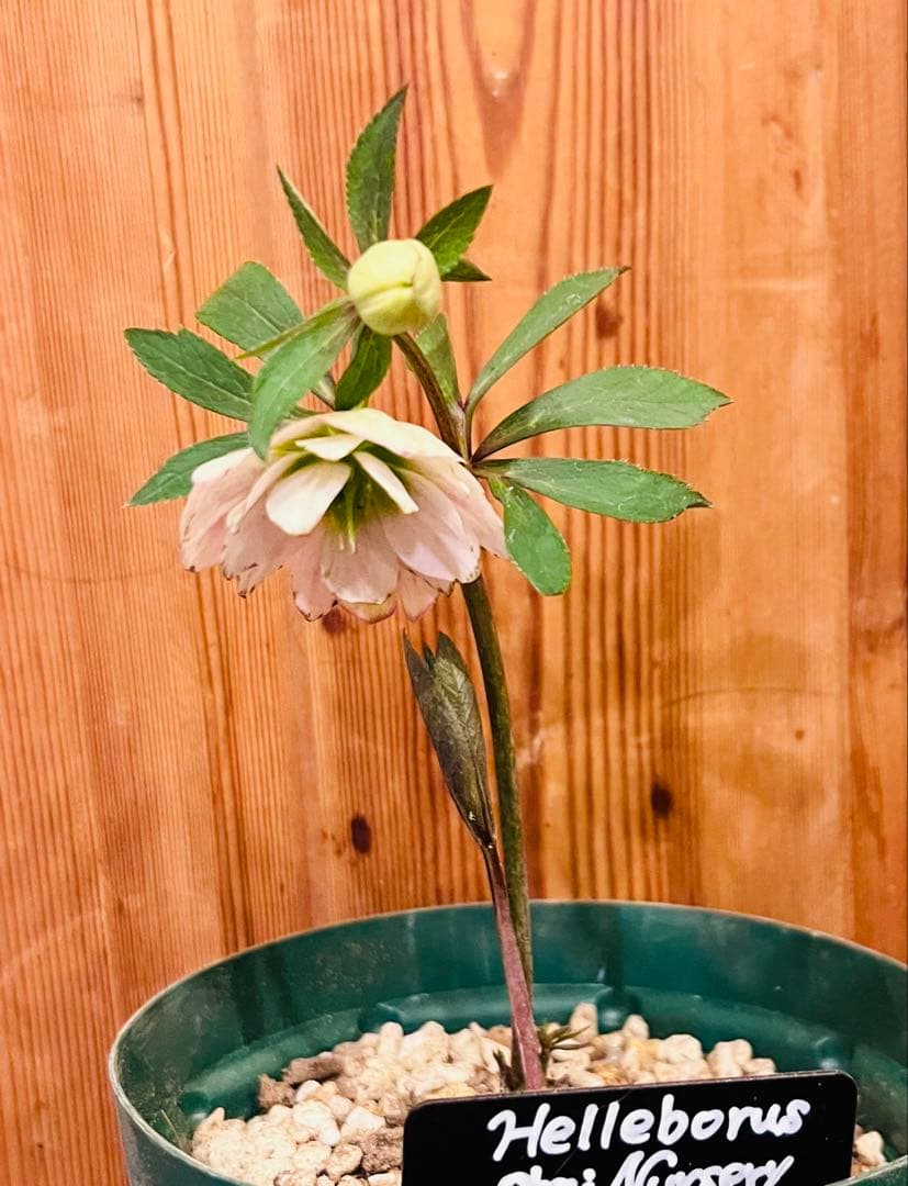 まらぎ様ご検討中 訳あり】 ポーセリン dd 大木ナーセリー クリスマス