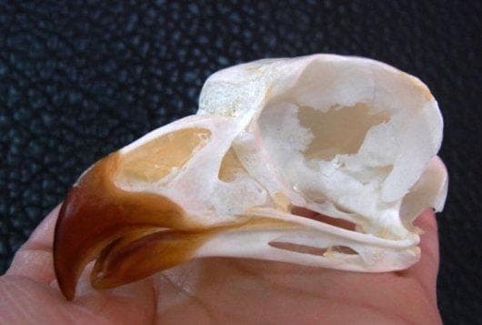 レア！アフリカワシミミズク 頭骨　※捕獲データ付 ☆即納☆ レア！アフリカワシミミズク（Spotted Eagle-owl）頭骨 ※捕獲