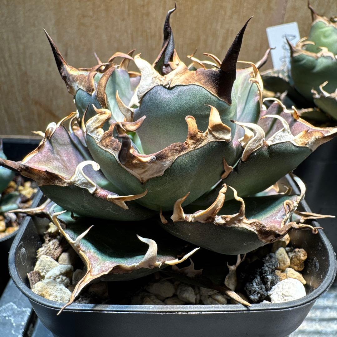 アガベ チタノタ ハデス 中株 超コンパクト 陽炎 シーザー エボリ 白鯨