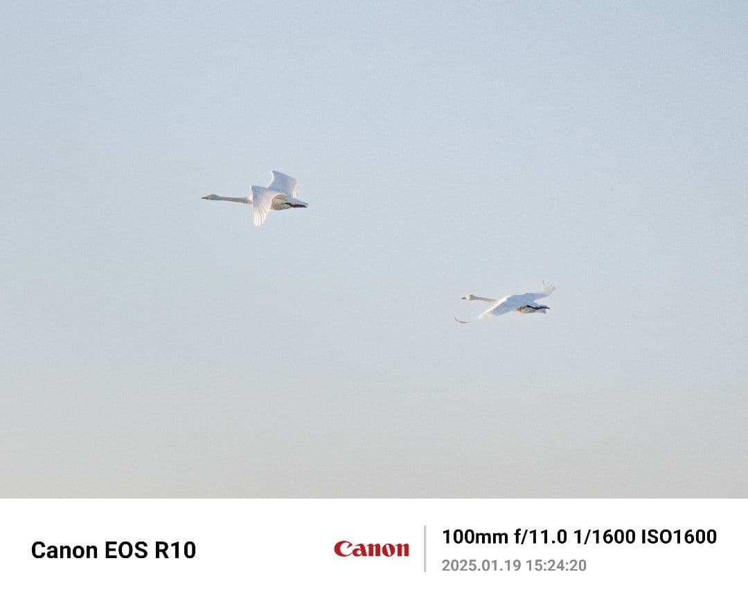 美品RF 100-400F5.6-8 IS USM+ F-Foto製三脚座リング