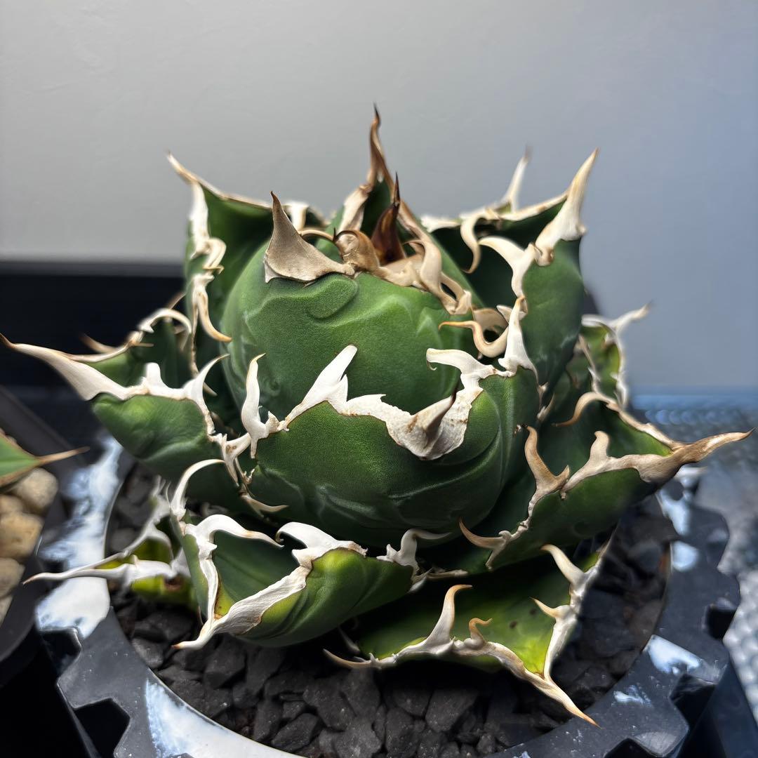 アガベ チタノタ 白鯨 - メルカリ