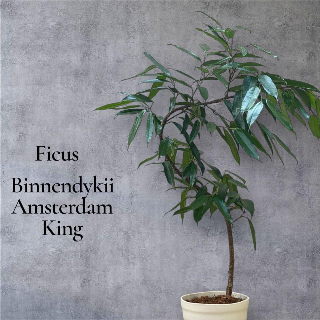 ☆フィカス アムステルダムキング♪ 曲がり仕立て 108cm♪ - メルカリ