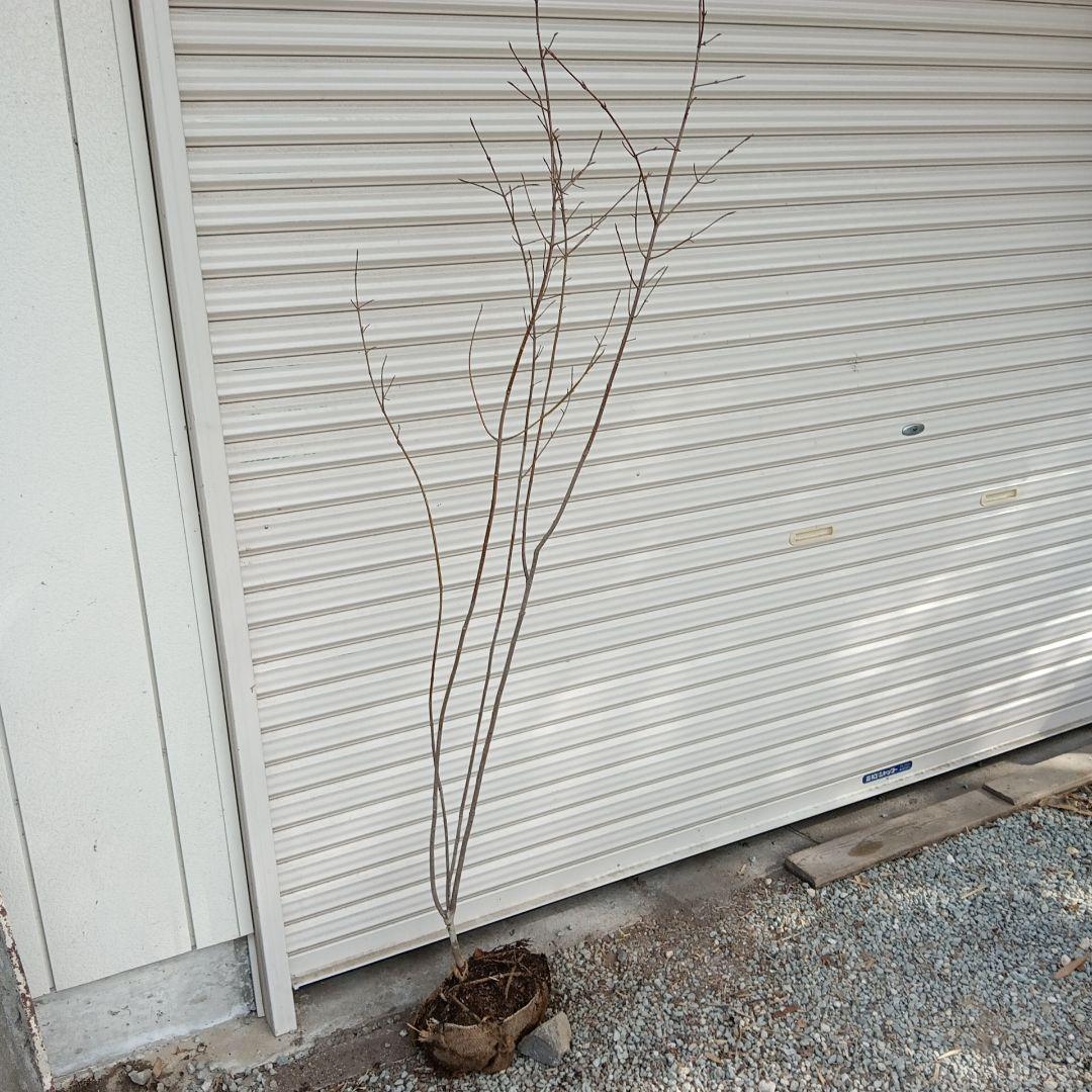 ツリバナ 山採り 1.8m - メルカリ