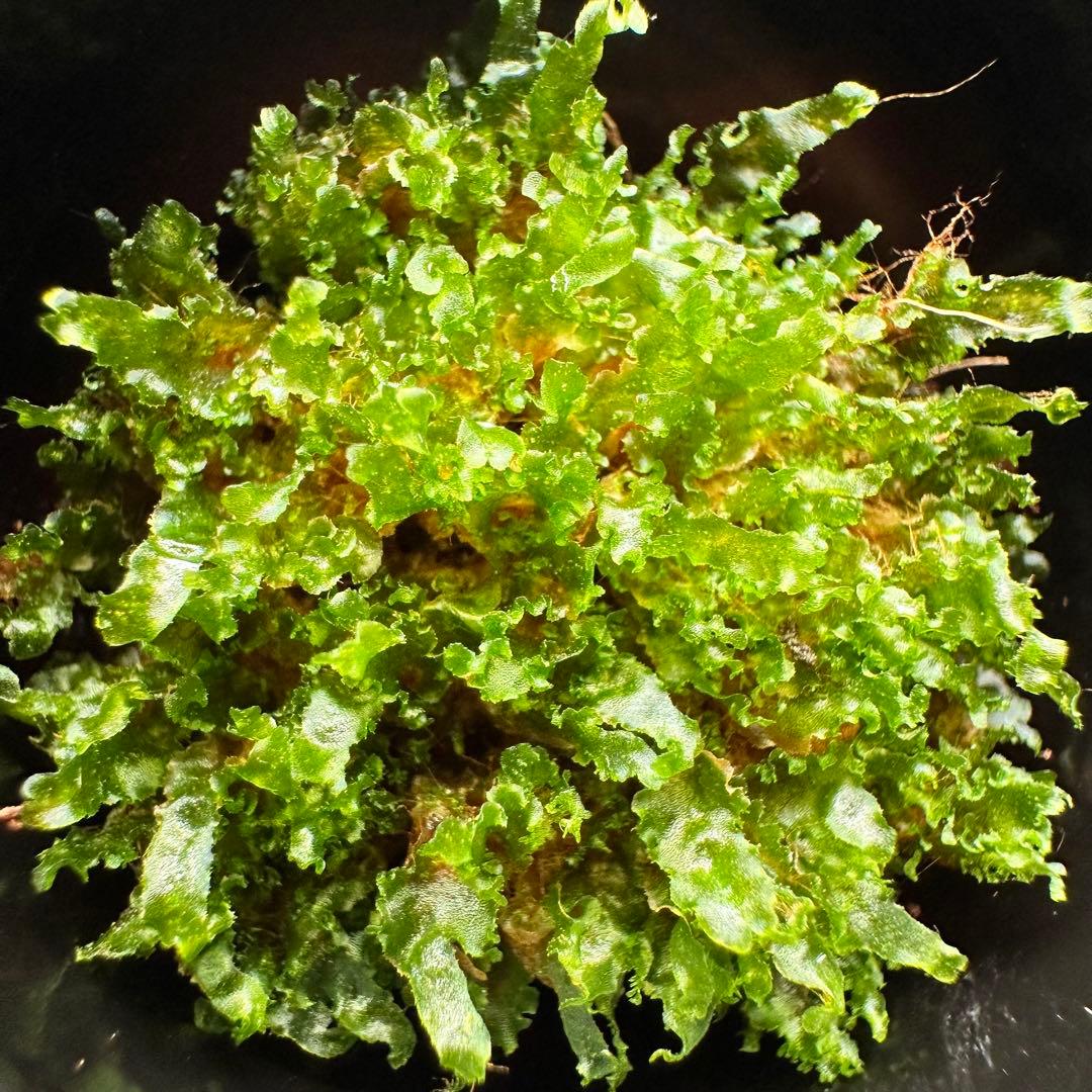 P.willinckii cv OMG 前葉体［胞子培養育成ガイド付］ - メルカリ