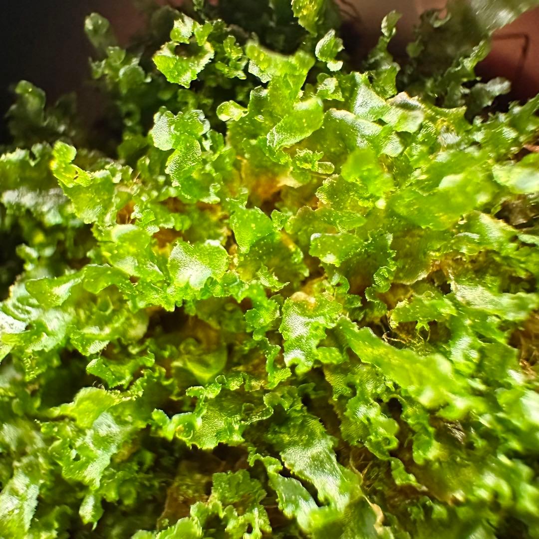 P.willinckii cv OMG 前葉体［胞子培養育成ガイド付］ - メルカリ