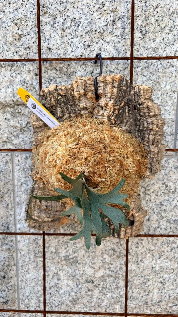 ◎金童 spore株 出品◎