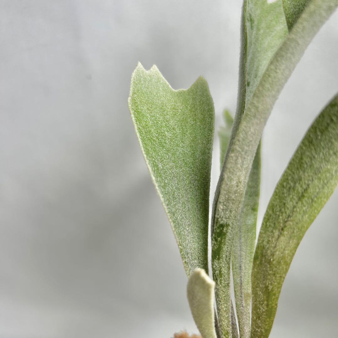 メルカリ便】 P. Willinckii Spur(TC) 【37】 - メルカリ