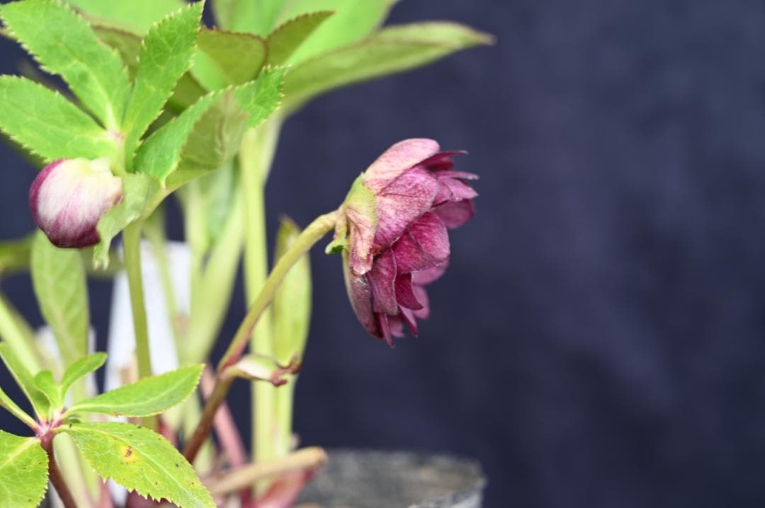 クリスマスローズ 認定レッドイルミリオン - メルカリ