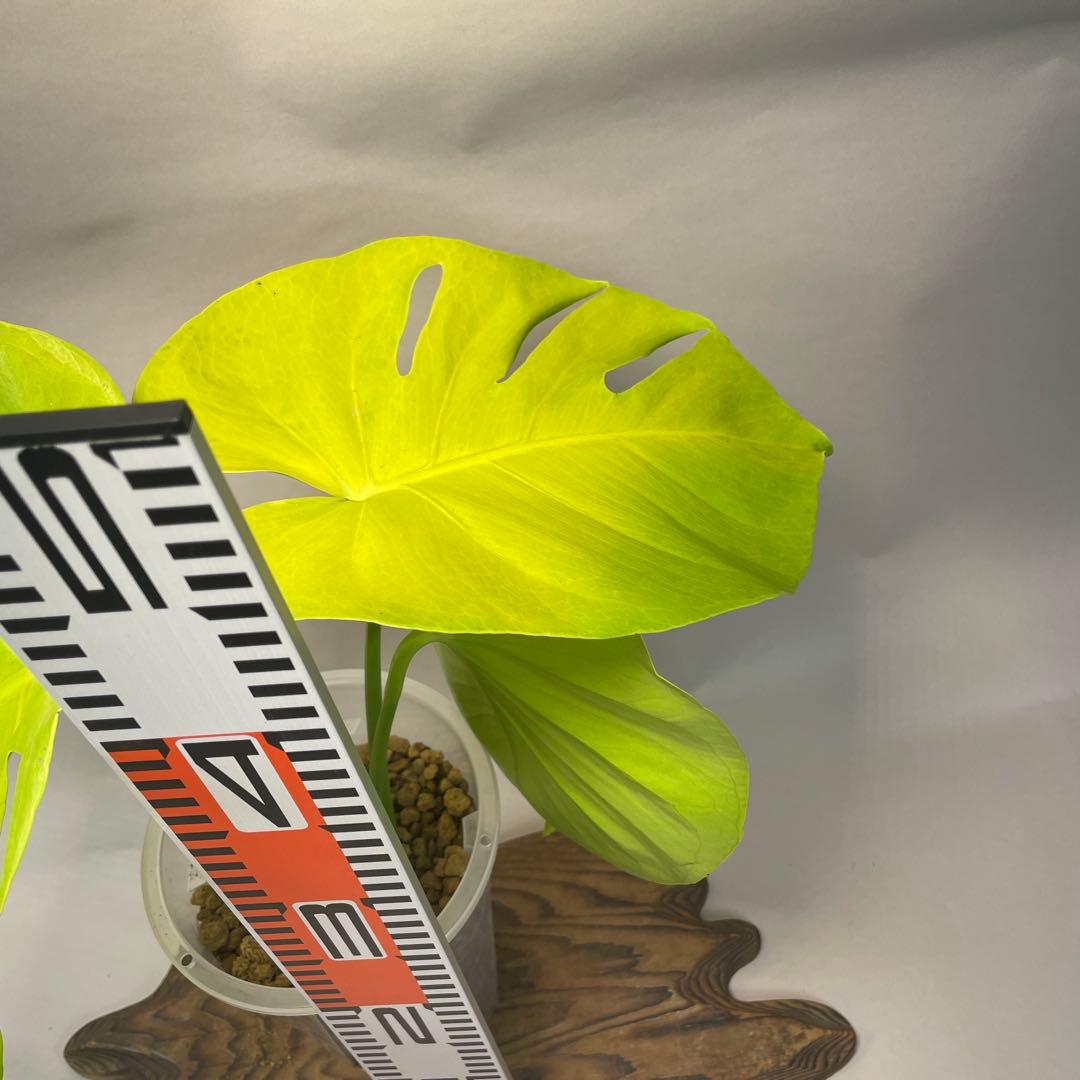 ス*ト様 a06モンステラ デリシオーサ 黄金葉 ゴールドリーフ