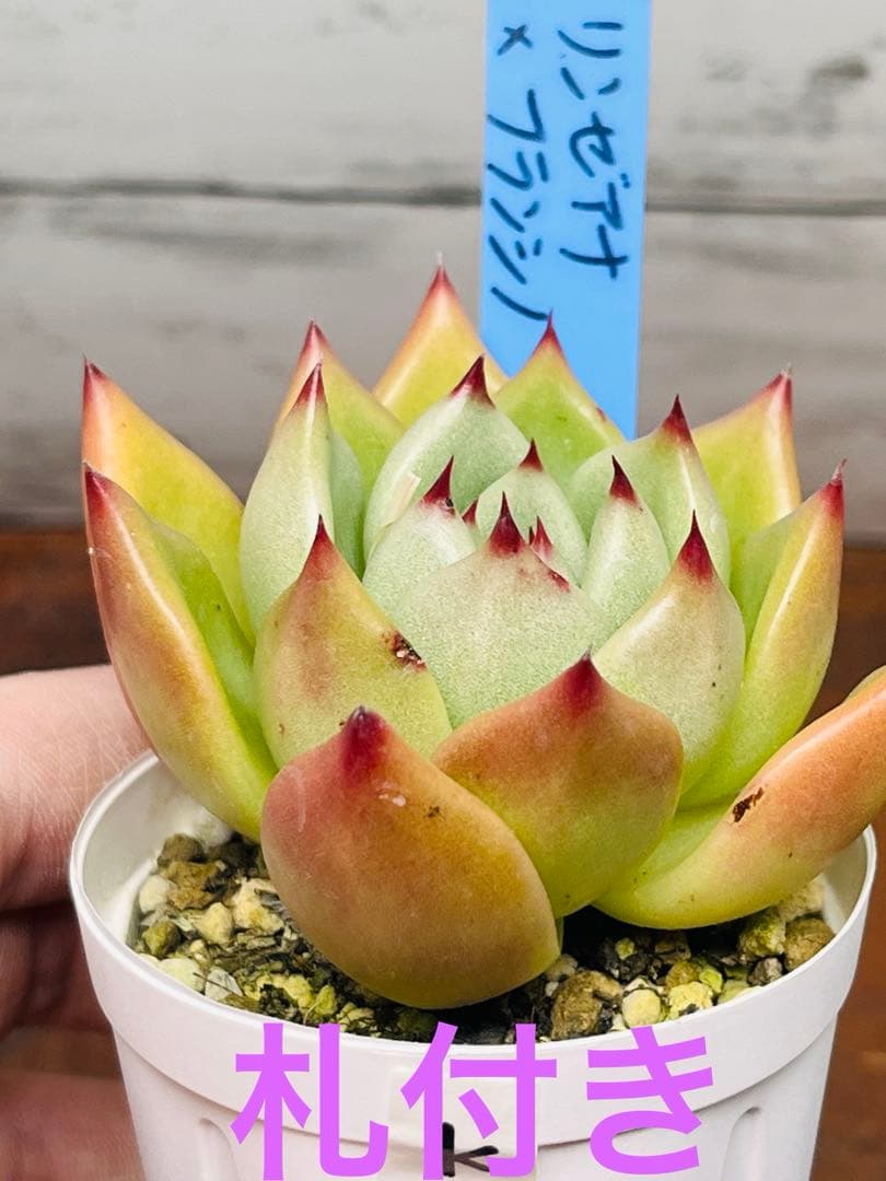 k】札付き リンゼアナxフランシノ 抜き苗 - メルカリ