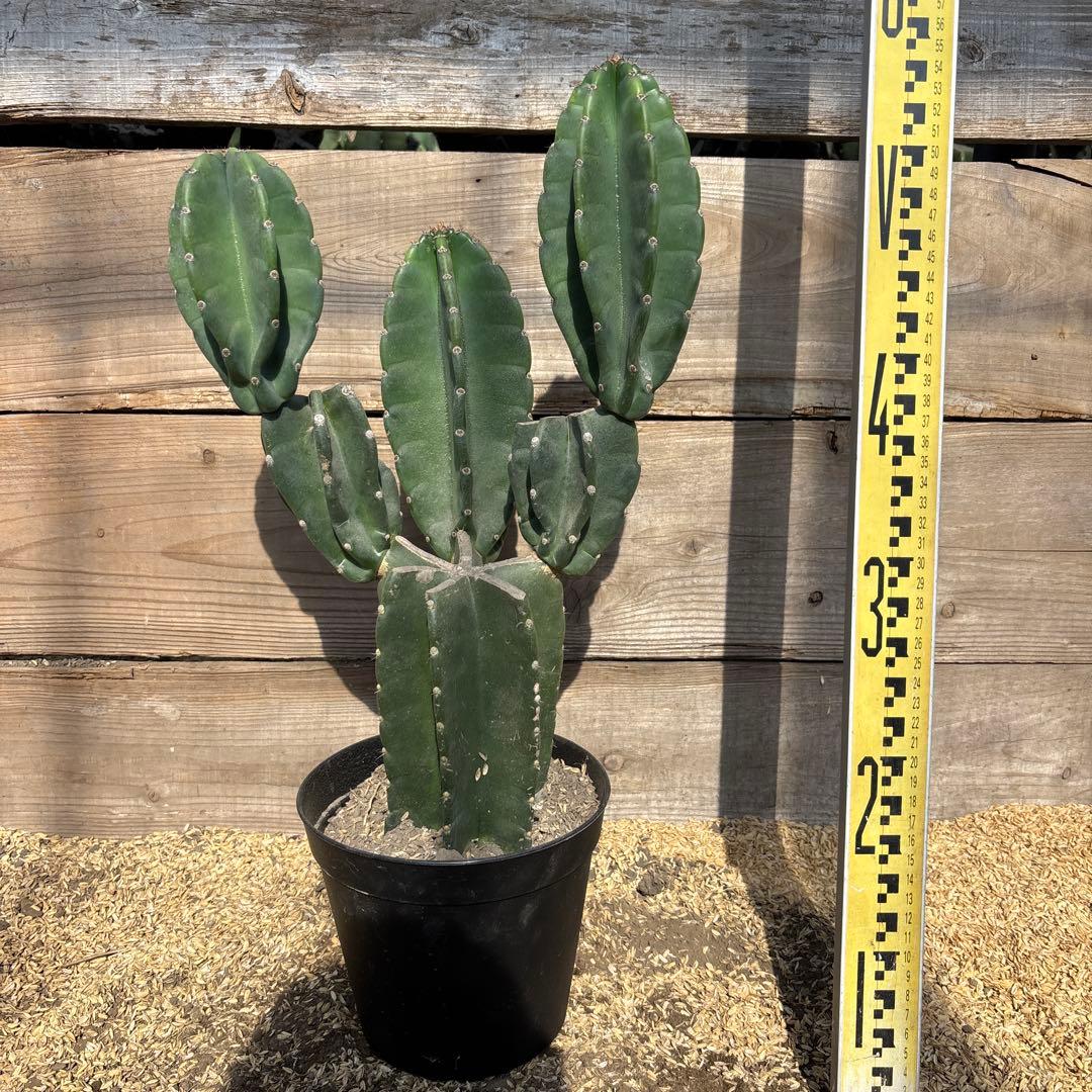 売り切越冬済 柱サボテン 鬼面角 発根 ドライガーデン ウチワサボテン