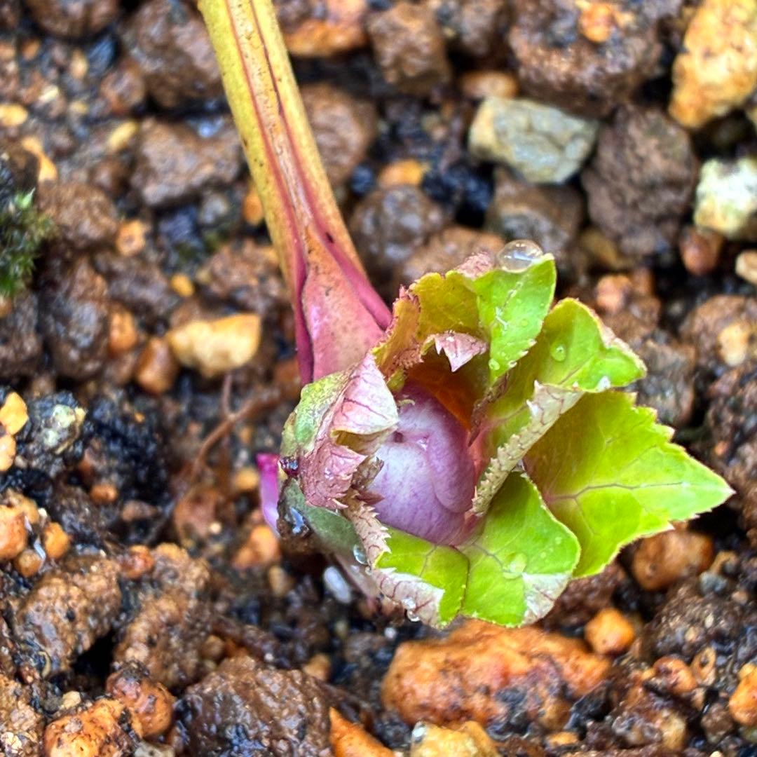 衛*様 3408☘️ラスト2☘️蕾付き☘️極上☘️⭐️ソレイユ⭐️ボリュームSD