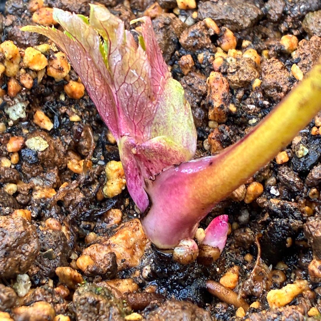 衛*様 3408☘️ラスト2☘️蕾付き☘️極上☘️⭐️ソレイユ⭐️ボリュームSD