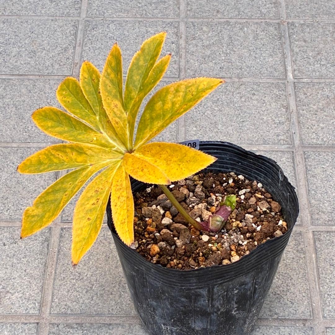 衛*様 3408☘️ラスト2☘️蕾付き☘️極上☘️⭐️ソレイユ⭐️ボリュームSD