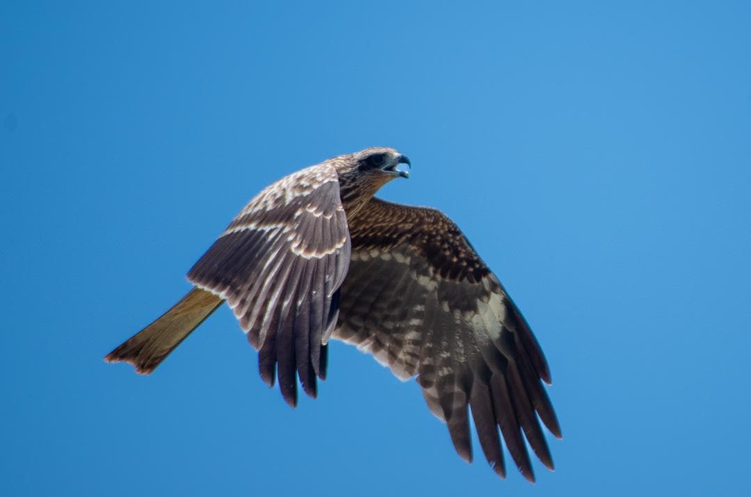 taktak様専用【黒死病対策】【内臓電池交換】PENTAX K-30 青 - メルカリ