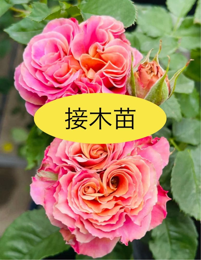 希少 上海ガール Shanghai girl 接木苗 切花種 バラ苗 - メルカリ