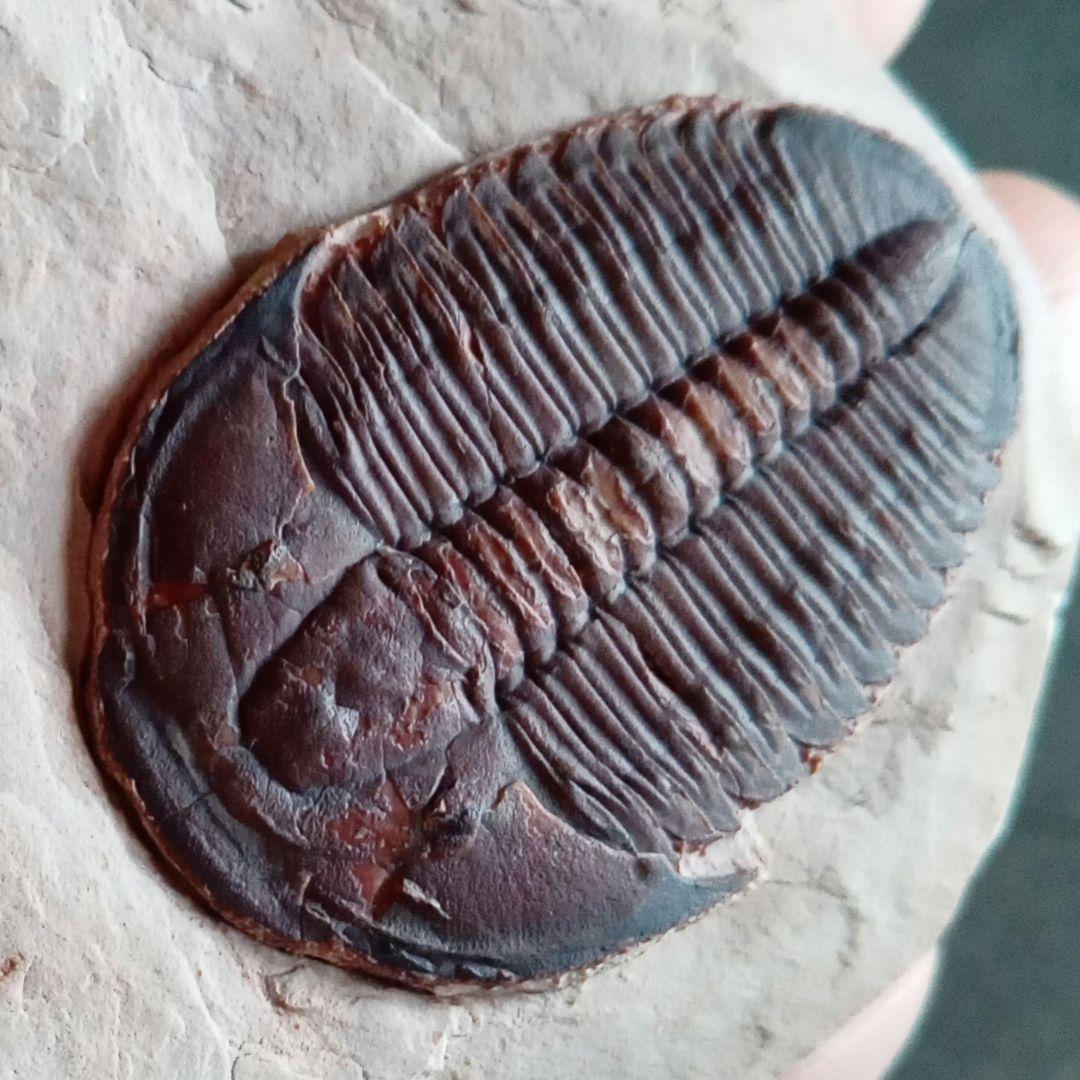 三葉虫　エルラシア　レッド　特大　33mm　ＵＳＡ　完全体　極美麗　極めて希少