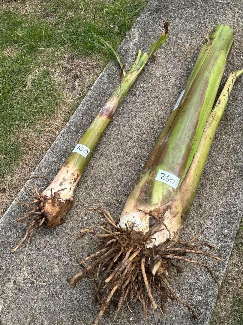 TVで話題の絶対糖度◆200cm巨大苗◆ドワーフ・ヌアンジュンバナナ◆準親株低木